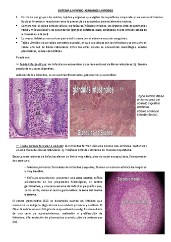 SISTEMA-LINFATICO.pdf