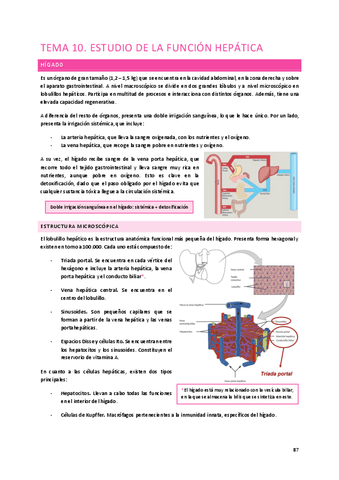 Tema-10.-Funcion-hepatica.pdf