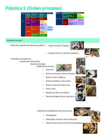 Apuntes-Practica-Primates.pdf
