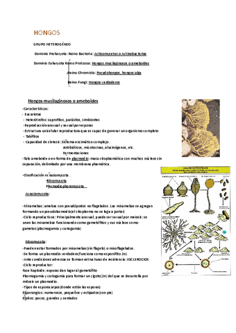 BOT-I-RESUMEN-Y-TABLAS-TEORIA-EXAMEN-BUENO.pdf
