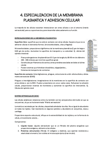 4.-adhesion.pdf