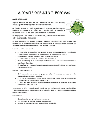 8.-golgi-y-lisosomas.pdf