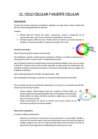 11.-ciclo-celular-y-muerte-celular.pdf