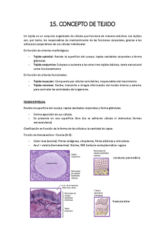 15.-TEJIDO.pdf