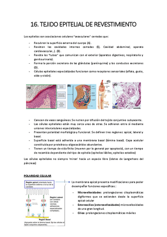 16.-epitelial-revestimiento.pdf