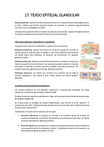 17.-epitelial-glandular.pdf