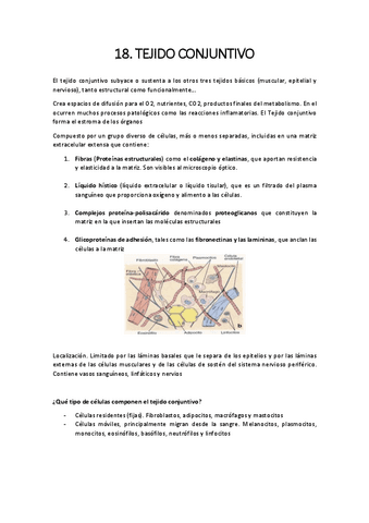 18.-CONJUNTIVO.pdf