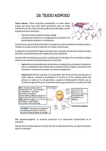 19.-adiposo.pdf