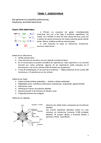 TEMA-7.-ADENOVIRUS.pdf