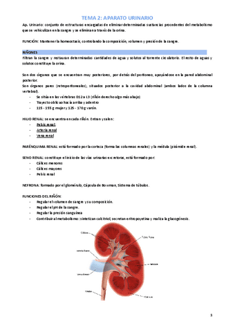 ANATOMÍA: Ap.-Urinario (Resumen).pdf