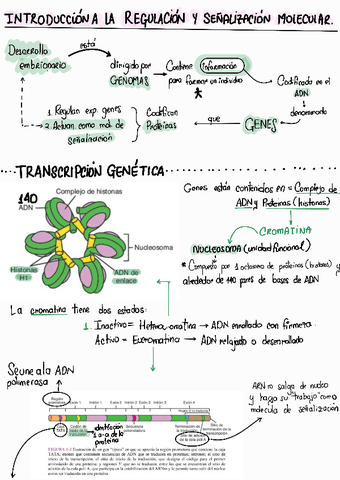 Embriologia-parte-1.pdf