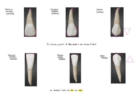 dientes-ABD.pdf