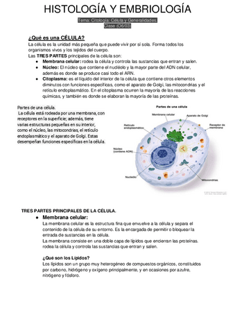 PARCIAL-HISTOLOGIA-UNO.pdf