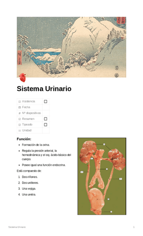 Sistema-Urinario.pdf