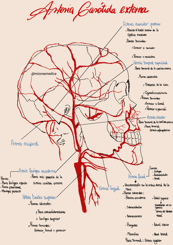 ARTERIA-CAROTIDA-EXTERNA-ARTERIA-LINGUAL.pdf