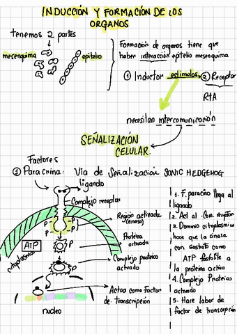 Parte-2-introduccion-a-la-embriologia-.lagman.pdf