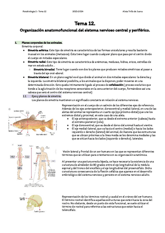 Resumen-tema-12-Organizacion-anatomofuncional-del-sistema-nervioso-central-y-periferico..pdf