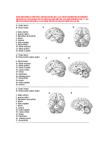 Recopilacion-partes-del-cerebro-fotos-de-EX.pdf