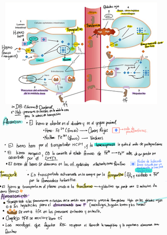 Absorcion-del-hierro-Farmacologia.pdf