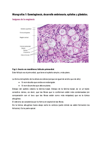 Micrografias-1.-Gametogenesis-desarrollo-embrionario-epitelios-y-gandulas..pdf