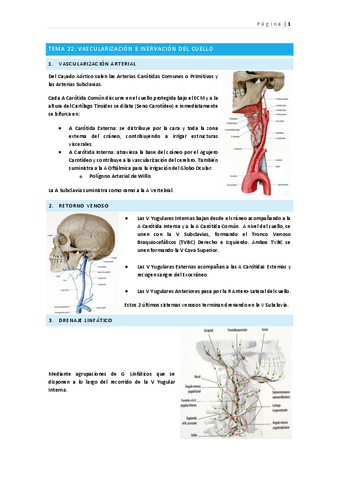 tema-22-vascularizacion-e-inervacion-del-cuello-v.pdf