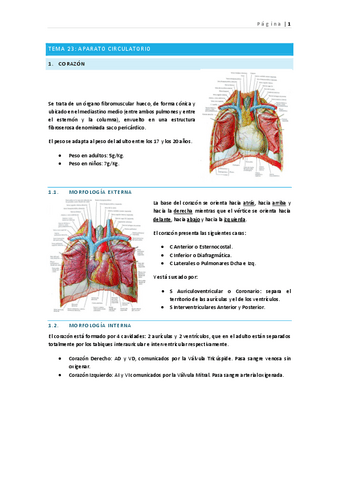 tema-23-aparato-circulatorio-v.pdf