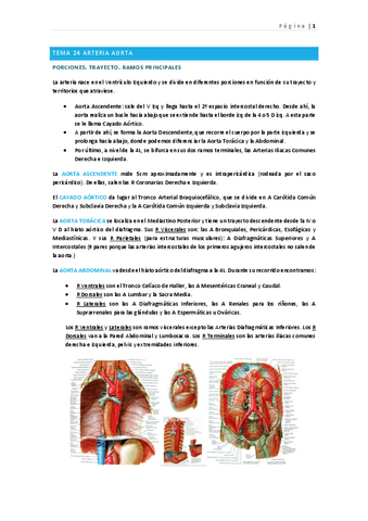 tema-24-arteria-aorta-v.pdf