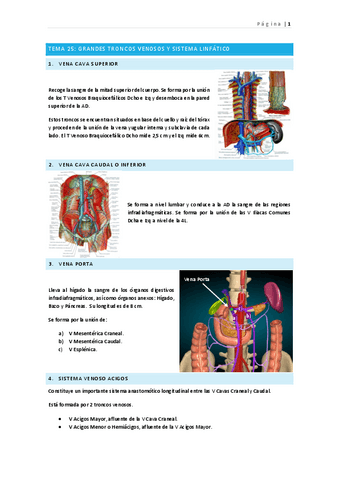 tema-25-grandes-troncos-venosos-y-linfaticos-v.pdf