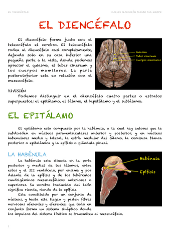 Diencefalo-Talamo.pdf