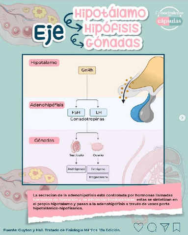 EL-SISTEMA-ENDOCRINO.pdf