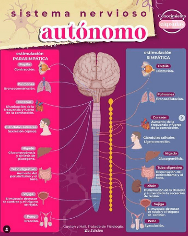 El-sistema-nervioso-autonomo.pdf