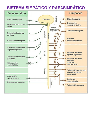 Simpatico-y-Parasimpatico.pdf