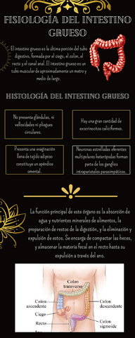 Fisiologia-Del-Intestino-Grueso.pdf