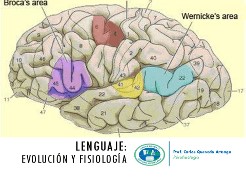 Fisiologia-Del-Lenguaje.pdf