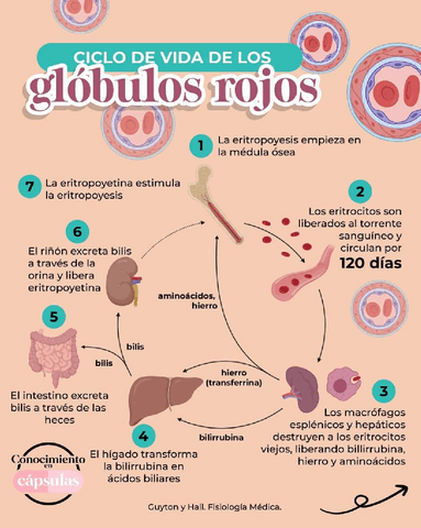 GLOBULO-ROJO.pdf