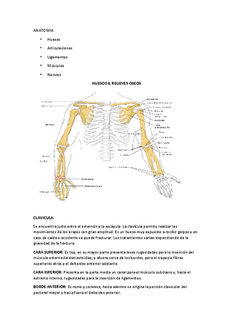 Anatomia-de-Hombro-y-Codo.pdf