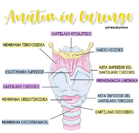 ANATOMIA-DE-LA-LARINGE.pdf