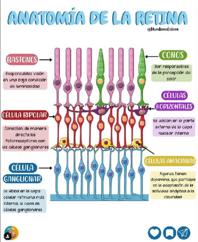 Anatomia-de-la-Retina.pdf