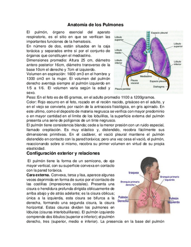 Anatomia-de-Los-Pulmones.pdf