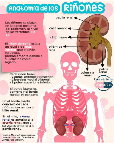 Anatomia-de-los-Rinones.pdf