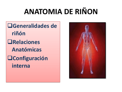Anatomia-de-Rinon.pdf