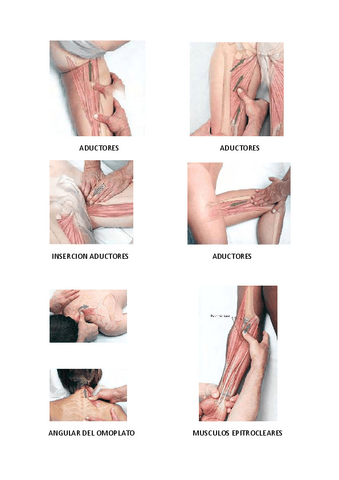ANATOMIA-Palpatoria.pdf