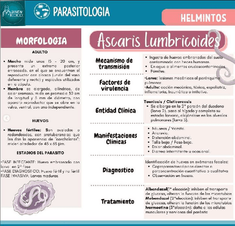 ASCARIS-LUMBRICOIDES.pdf