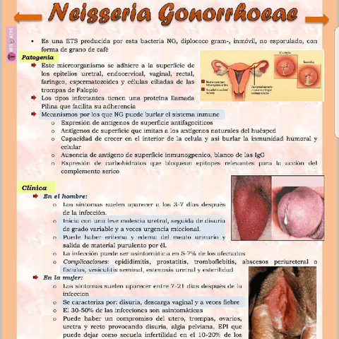 Neisseria-Gonorrhoeae.pdf