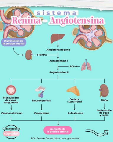SISTEMA-RENINA-ANGIOTENSINA.pdf