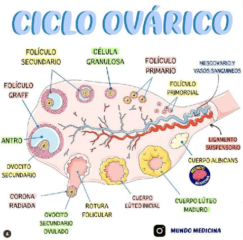 CICLO-OVARICO-1.pdf