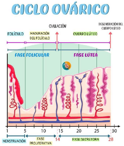 Ciclo-ovarico.pdf