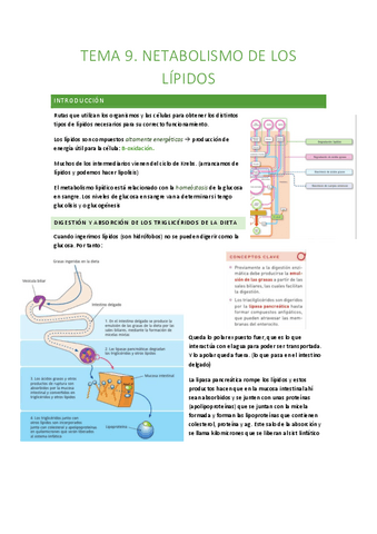 TEMA-9-metabolismo-lipidico.pdf