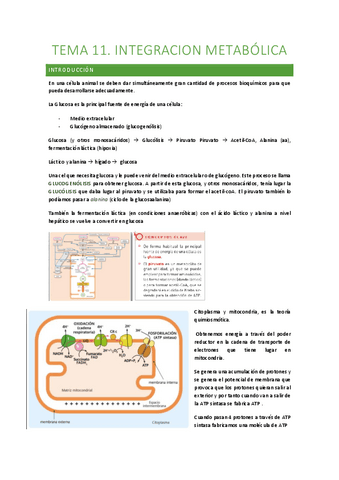 TEMA-11-integracion-metabolica.pdf