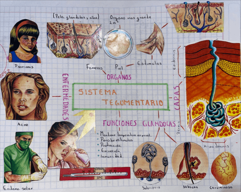SISTEMA-TEGUMENTARIO--mapa-conseptual.pdf